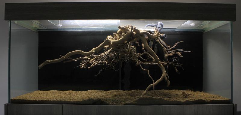 Création d'un hardscape aquarium amazonien