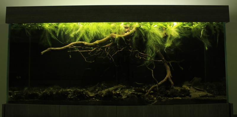 Racines - Aqua-biotope