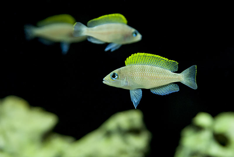 Neolamprologus lac tanganyika