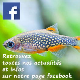 matériel aquascaping pour votre aquarium