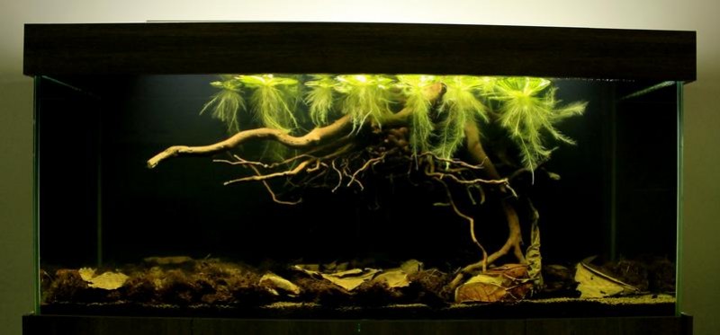 Créer un biotope d'eau noire pour l'aquarium ien.