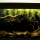 Créer un biotope d'eau noire amazonien pour votre aquarium
