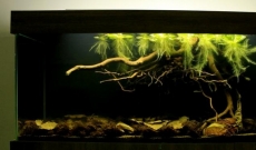 Créer un biotope d'eau noire amazonien pour votre aquarium